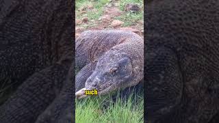 Digestion Process in Komodo Dragons komodo video shorts animals [upl. by Ttirrem640]