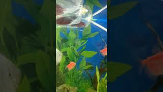 New planted tank fish videosubscribe plantedtank [upl. by Ennairac]