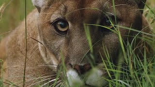 How Jogger Strangled Mountain Lion [upl. by Nwahsyt]