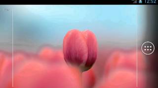 3D Tulip Live Wallpaper Free [upl. by Ojyma198]