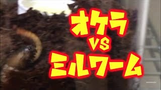 オケラさんにミルワームを与えてみた結果 Mole Cricketgryllotalpa gryllotalpa vs Mealworm [upl. by Minny]