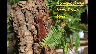 NRW  Gargoyle Gecko Facts amp Care Guide  2023 [upl. by Nnylram]