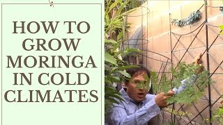 How to Grow Moringa in Cold Temperate Climates [upl. by Itsirk14]