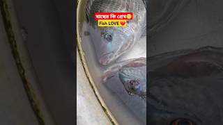 Incredible Telapia fish Love Moment fish fishing fiscutting youtubeshorts shortshindi shorts [upl. by Lucita]