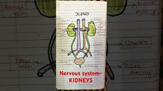 trending shortsvideo shorts kidneydisease kidneypatient kidney [upl. by Onitsoga676]