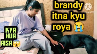 brandy itna Kyu Roya 😭 kya Hua Brandy ko 😱 [upl. by Katie]