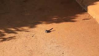 Motacilla aguimp  lavandera africana  African pied wagtail [upl. by Anyzratak]