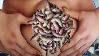 Animated abdominal care with techniqueASMR larvae removal quotYou will feel relaxed [upl. by Ynohtnanhoj]