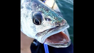 Kayak Fishing Pittwater Sydney Jewfish and Bonito [upl. by Nelyk]