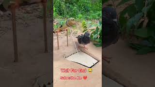 Bewakoof kabutari 😅😂🤣 comedy funny [upl. by Bullivant]