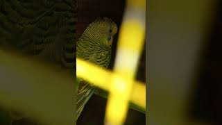 Australian Parrots sounds  parakeet sounds [upl. by Eniaral126]