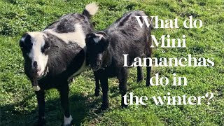 What do we do with our Mini Lamanchas during the winter Sacrifice Paddock [upl. by Hock]