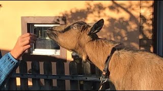 Des animaux au chevet des enfants quotL’Arche d’Evelynequot [upl. by Hebert850]