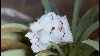 Ants chewing styrofoam ASMR WARNING [upl. by Brebner567]