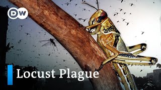 Why we’re seeing the worst locust invasion in decades and how Covid19 exacerbates it  DW Analysis [upl. by Aerehs]