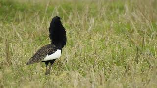 Bengal Florican Standing Display [upl. by Girhiny]