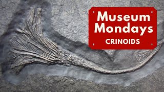 Crinoid Fossils  Museum Mondays [upl. by Notsud]