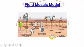 Cellular Level of Organization Plasma Membrane [upl. by Drucy731]