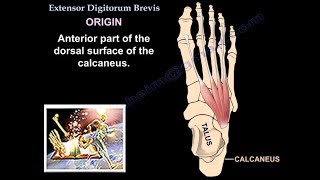 Extensor Digitorum Brevis  Everything You Need To Know  Dr Nabil Ebraheim [upl. by Eemyaj]