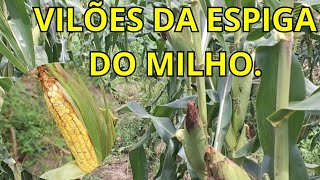 PRINCIPAIS VILÕES DA ESPIGA DE MILHO 🌽 [upl. by Onibas]