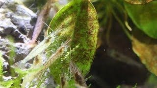 【チャーム】 ミナミヌマエビのコケ取り映像 Neocaridina denticulata [upl. by Tootsie]