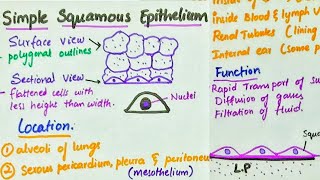 Simple Squamous Epithelium  Location  Function [upl. by Tews]