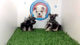 venta de perros cachorros Schnauzer Sal y Pimienta Macho y Hembra Cachorros y mas cachorroscom [upl. by Jeanine883]