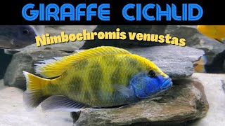 BIG and BOLD The Nimbochromis venustas aka Giraffe Hap [upl. by Gusti]