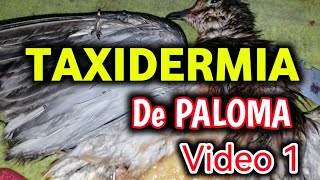 TAXIDERMIA DE PALOMA HUILOTA Mourning dove TAXIDERMY procces [upl. by Solegna720]