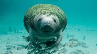 10 Amazing Facts about Manatees [upl. by Ainorev]