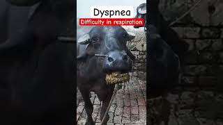 Dyspnea l Difficulty in respiration l dr Umar khan [upl. by Goeselt]