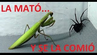 Top 5 Batallas de Insectos Más INCREIBLES del Mundo  Calidad Sunjuano [upl. by Santos]