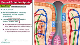 Mucosal Protective Agents Sucralfate amp Bismuth compounds [upl. by Zillah93]