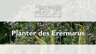 Planter des Eremurus  Vidéo pas à pas pour le jardin [upl. by Housum]