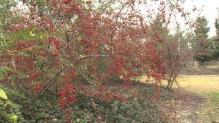 Pyracantha  Southern Gardening TV  February 13 2013 [upl. by Goran]