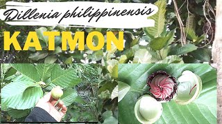 Katmon  Dillenia philippinensis  endemic tree of the Philippines endemicplantofthephilippines [upl. by Hamachi493]