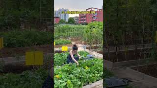 2661 🌳🌶🍄🍁🥝 lunch ruralliving CountryScenes FarmLifeViews photography [upl. by Kurtzman467]