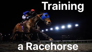 Training a racehorse POV Taking a racehorse for exercise on the gallops from start to finish [upl. by Adyl]