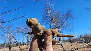 Metal Detecting An Awesome Property With Cellar Holes [upl. by Kopaz857]