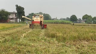 FARMING PARTNER…combine combinevideo harvestervideo jaanmahal tractor farming [upl. by Harald]