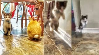 When Your Cat Thinks She is a Rabbit  Cat Jumping Like Bunny [upl. by Medor72]