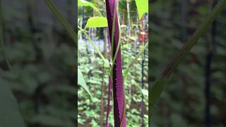 pole bean cultivation flowering stage started 23 days after seedling farming beans [upl. by Koa847]