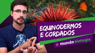 🐍 Zoologia 56 Equinodermos e Cordados  Biologia  ENEM [upl. by Nytsua]