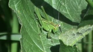 Sauterelle verte en Bretagne [upl. by Coates]