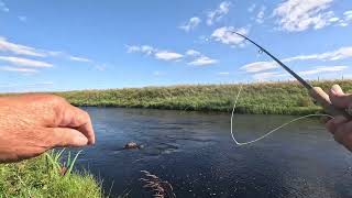 Salmon fishing on the River Thurso 2024 Day 2 [upl. by Ion]