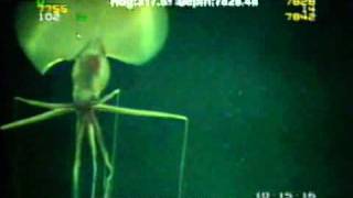 Magnapinna Squid Filmed at Drilling Site [upl. by Aneehs176]