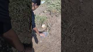 Releasing wolf snake 🐍 this snake bites to much but its a non venomous snake 🐍 shorts views [upl. by Cohberg]