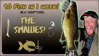 90 Fish in 1 week Part 5 The smallies are here [upl. by Rosa795]