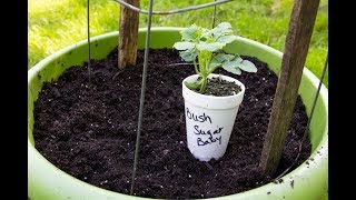 Planting Watermelons Two Ways In The Ground And In ContainersTips And Tricks [upl. by Wentworth264]