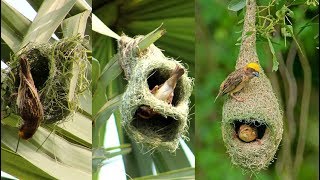 Wild Bird Nests Making Full Process  Baya Weaver Bird NestHouse Build Up In Palm Tree [upl. by Vigor472]